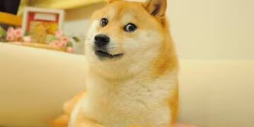 Murió Kabosu, la perra japonesa que se hizo viral por el meme de Doge