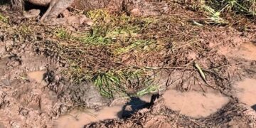 Realizaron el complejo rescate de una yegua en riesgo de muerte
