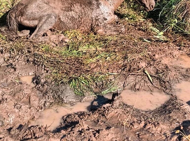 Realizaron el complejo rescate de una yegua en riesgo de muerte
