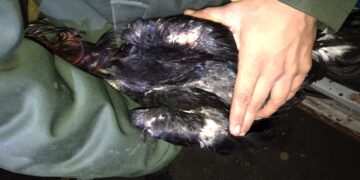 Gendarmería rescató a más 60 gallos de riña en un control vial