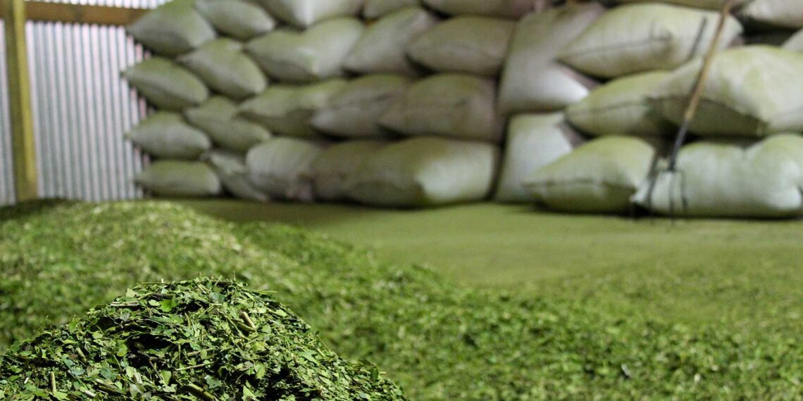 La Justicia hizo lugar a medida cautelar contra DNU 70/23 y quedan prohibidas las importaciones de yerba mate canchada