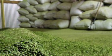 La Justicia hizo lugar a medida cautelar contra DNU 70/23 y quedan prohibidas las importaciones de yerba mate canchada