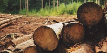 Misiones tendrá un programa provincial de Acceso a Certificaciones Forestales