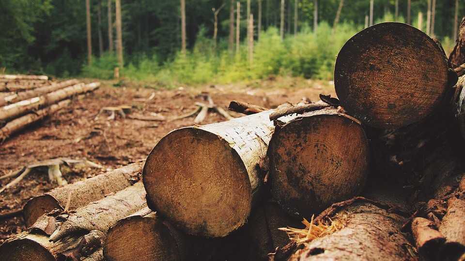 Misiones tendrá un programa provincial de Acceso a Certificaciones Forestales