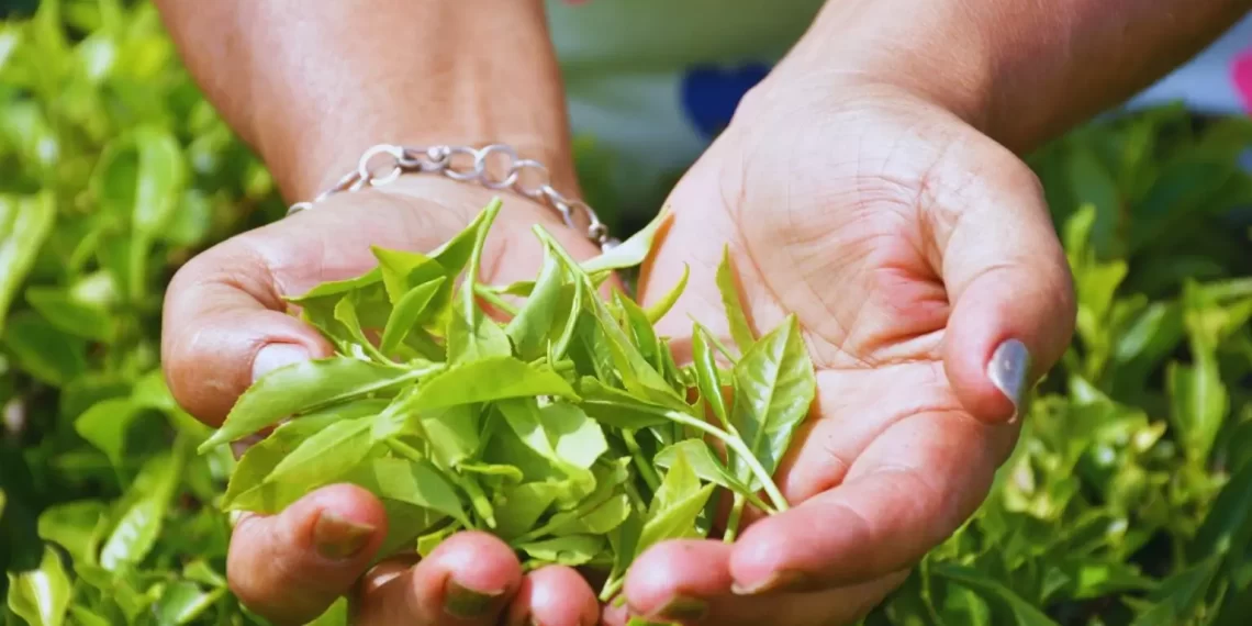 El INTA desarrolló dos variedades de té gourmet