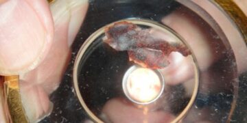 Milagro en Buenos Aires: una hostia se convirtió en carne humana