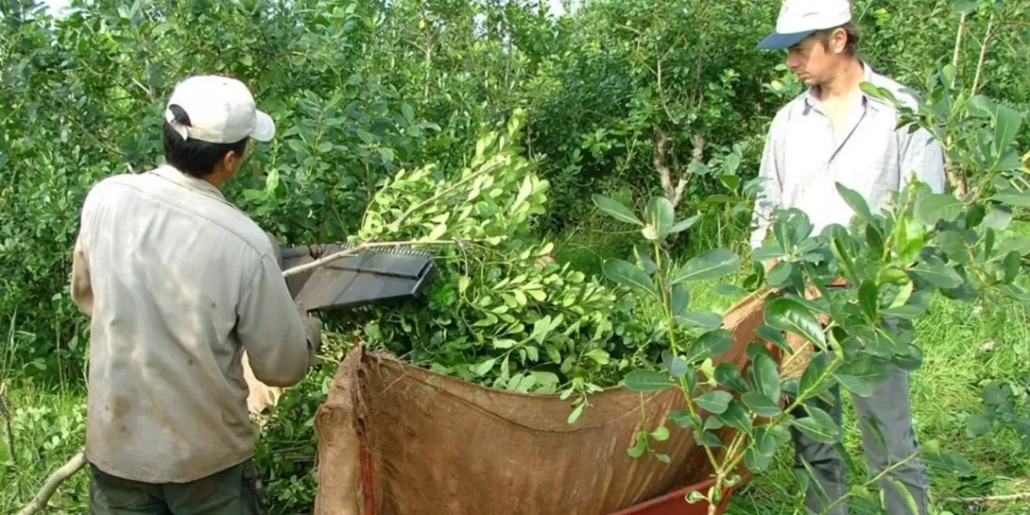 Misiones le pidió a la Nación frenar la importación de yerba para proteger la producción local