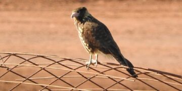 Iprodha, Aesa y Aves Argentinas trabajan en la restauración ambiental en rellenos sanitarios