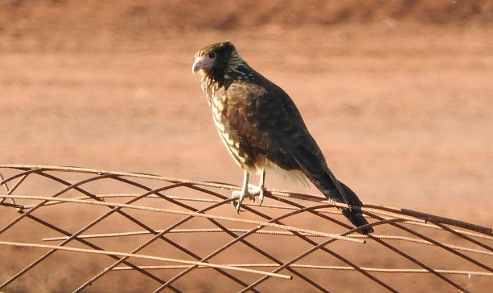 Iprodha, Aesa y Aves Argentinas trabajan en la restauración ambiental en rellenos sanitarios