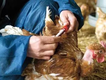 Se confirmó la primera muerte humana por gripe aviar