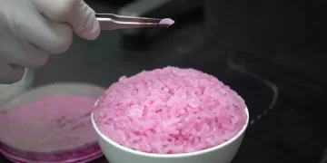 Científicos desarrollan un arroz rosa ultra nutritivo