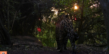 El nuevo yaguareté de Formosa ya tiene nombre: Tañhi Wuk