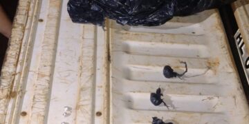 Incautaron marihuana y dosis de cocaína en un operativo nocturno en San Pedro