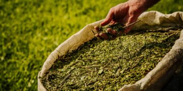 Passalacqua anunció ampliación de créditos yerbateros