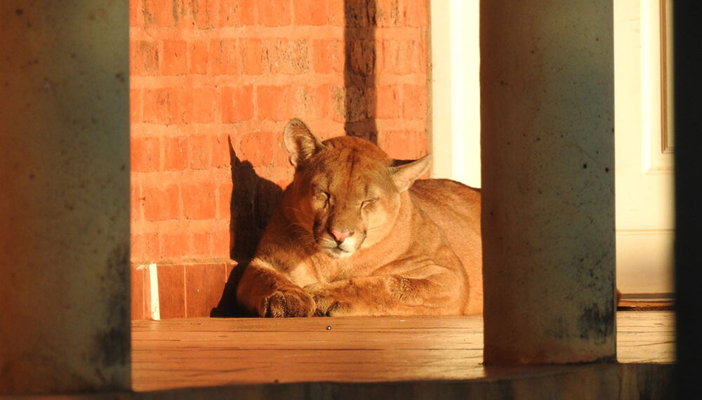 Un puma en la puerta del Centro Cívico sorprendió a todos en Colonia Liebig