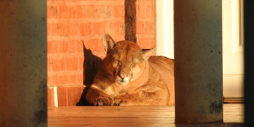 Un puma en la puerta del Centro Cívico sorprendió a todos en Colonia Liebig