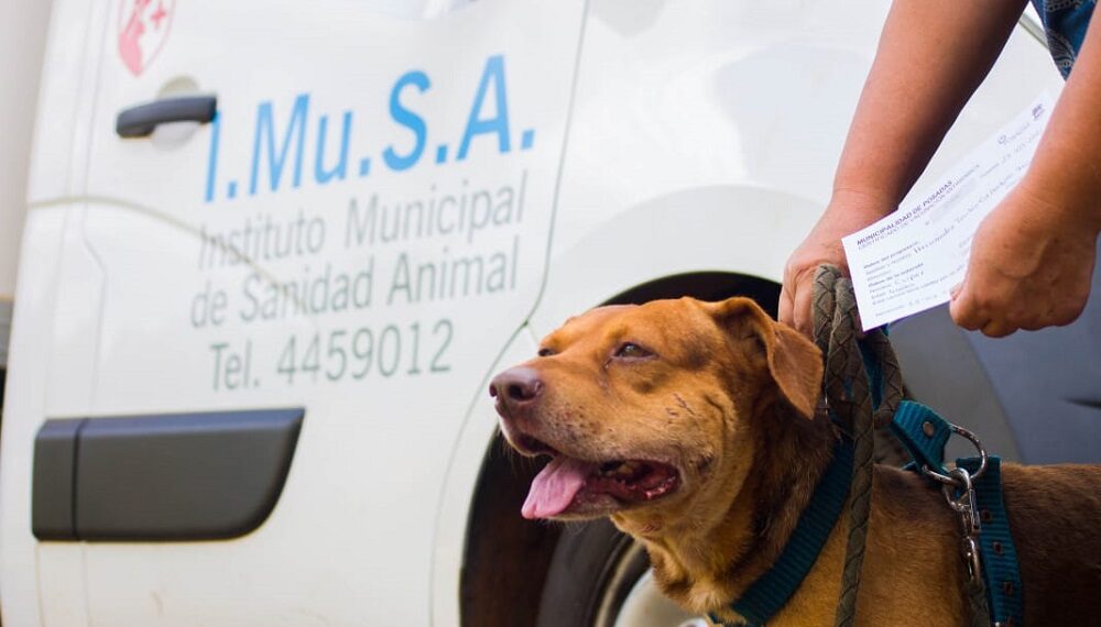 El Imusa extiende su cobertura con atención veterinaria en los barrios posadeños