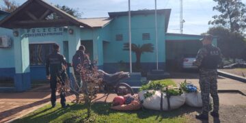 Atraparon a un hombre robando yerba mate de una chacra de Panambí