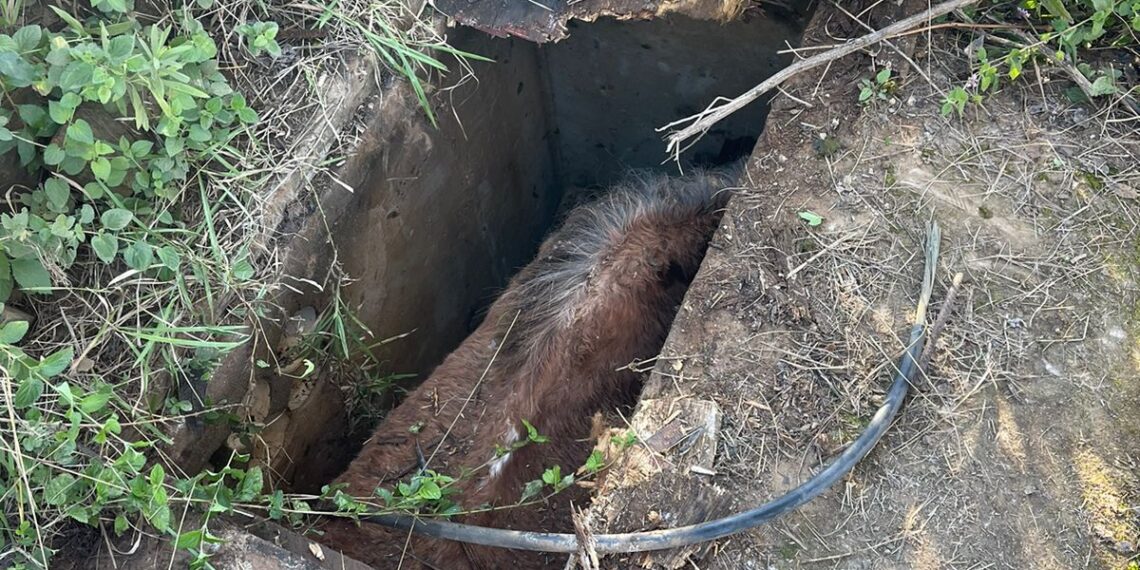 Rescataron a un caballo atrapado en un pozo en Posadas