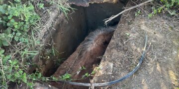 Rescataron a un caballo atrapado en un pozo en Posadas