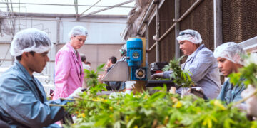 Misiones avanza con la cosecha de cannabis con las más avanzadas técnicas