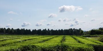 Misiones apuesta a la producción orgánica con cursos de formación para auditores internos