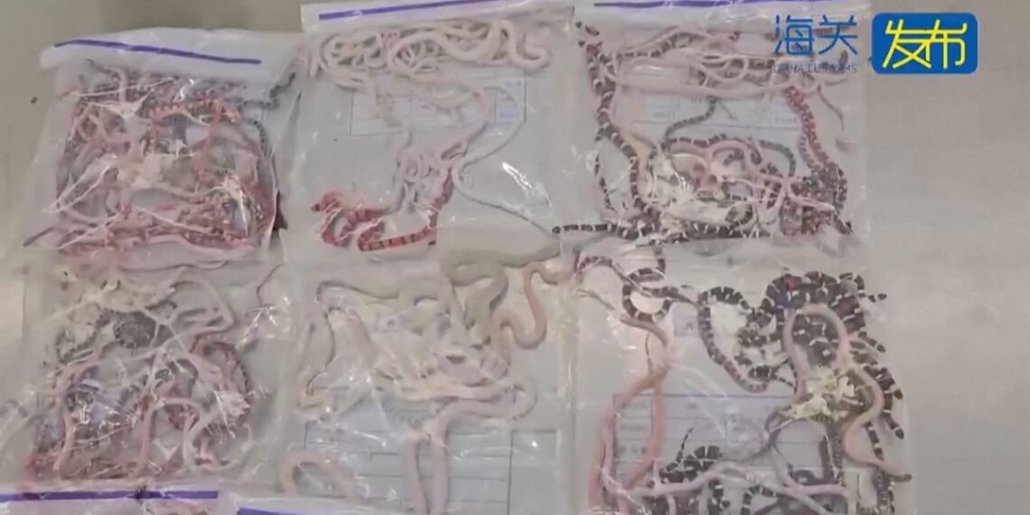 China: un hombre intentó pasar por la aduana con más de 100 serpientes vivas escondidas en el pantalón