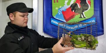 Rescataron a 13 aves en cautiverio y arrestaron a dos hombres por tráfico de fauna silvestre
