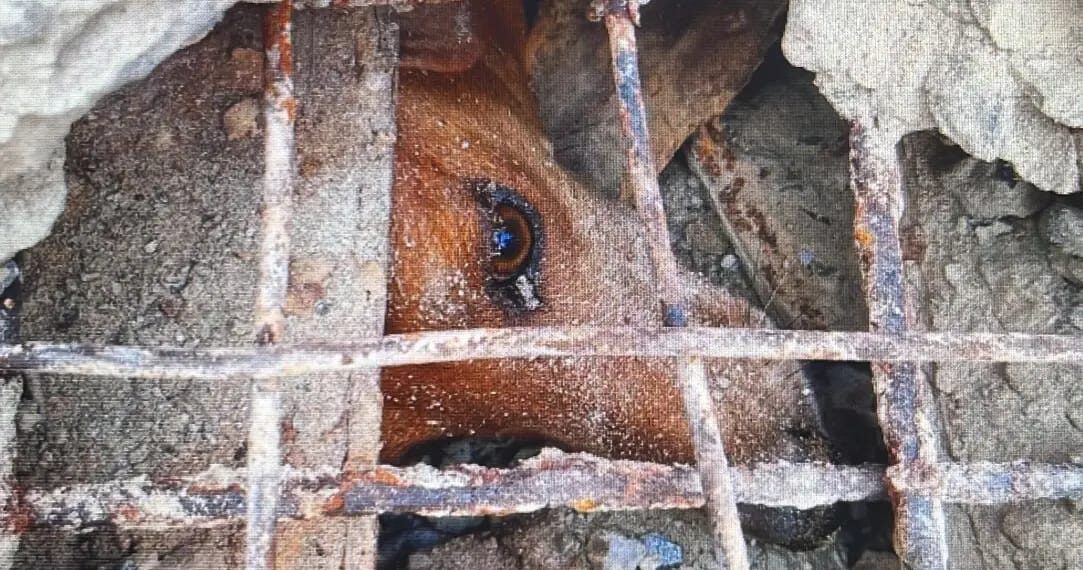 Policías rescataron a un can atrapado en una alcantarilla y resguardaron a otros dos animales