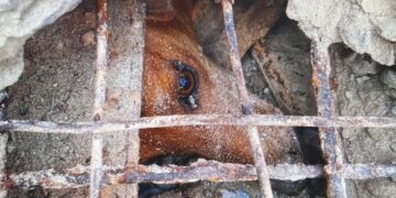 Policías rescataron a un can atrapado en una alcantarilla y resguardaron a otros dos animales