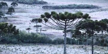 Invierno en Misiones: este lunes se registró la helada más intensa de un agosto récord