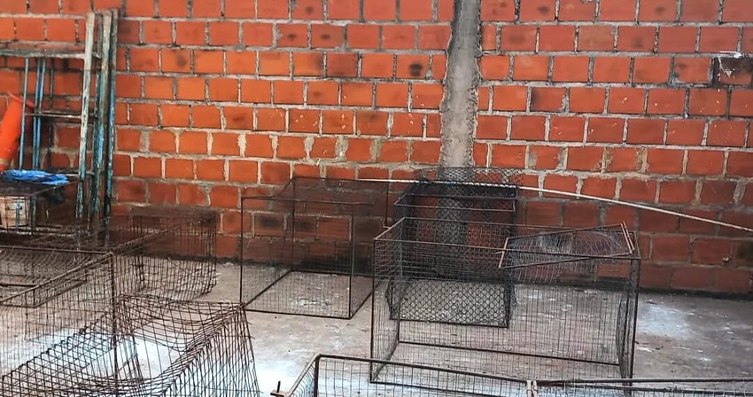 Desbarataron un punto ilegal de riñas en San Pedro: Rescataron a 60 gallos