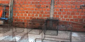 Desbarataron un punto ilegal de riñas en San Pedro: Rescataron a 60 gallos