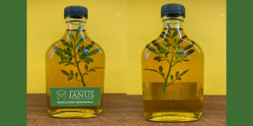 Caña con ruda: por qué se toma hoy 1° de agosto