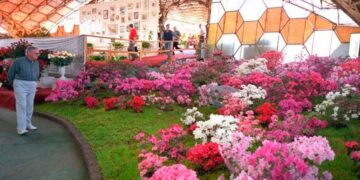 Montecarlo se prepara para la 33ª Fiesta Nacional de la Orquídea y la 40ª Fiesta Provincial de la Flor