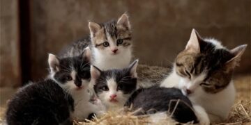 Día Internacional del Gato: ¿por qué se celebra el 8 de agosto y otras dos veces más en el año?