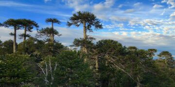 Declaran de interés municipal el proyecto de restauración que lidera Vida Silvestre en San Pedro