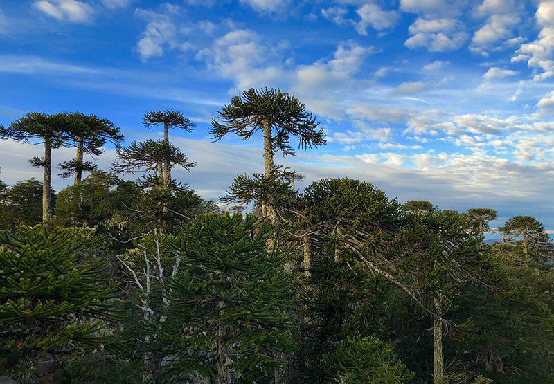 Declaran de interés municipal el proyecto de restauración que lidera Vida Silvestre en San Pedro