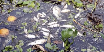 Aseguran que la falta de oxígeno es la causa de muerte de peces en la Bahía de El Brete