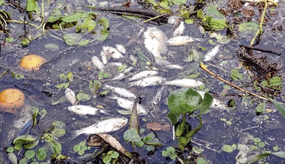 Investigan la aparición de peces muertos en la bahía de El Brete de Posadas