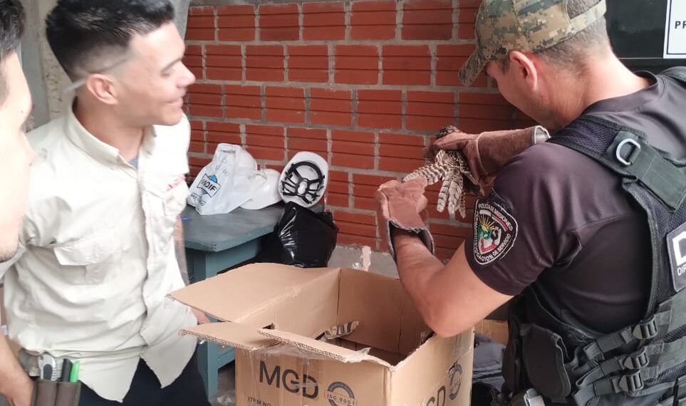 Aves autóctonas de Misiones fueron rescatadas y liberadas por policías ambientales