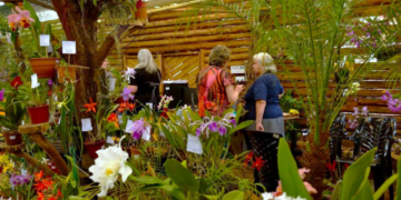 Montecarlo: todo listo para una nueva edición de la Fiesta Nacional de la Orquídea y Provincial de la Flor