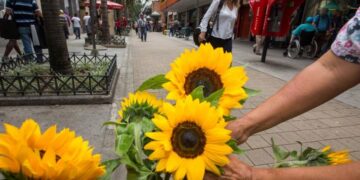 Flores amarillas: por qué se regalan cada 21 de septiembre en Argentina