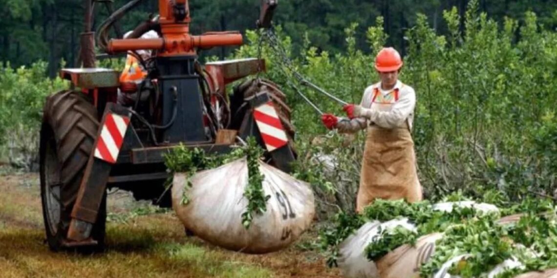 Yerba Mate: las exportaciones aumentaron un 11,4% entre enero y agosto
