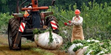Yerba Mate: las exportaciones aumentaron un 11,4% entre enero y agosto