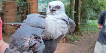 Rescates animales en Misiones: Un coatí, un oso hormiguero y un milano plomizo fueron resguardados