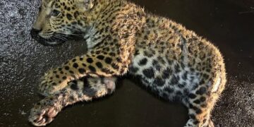 Ofrecen 2 millones de pesos de recompensa para encontrar al responsable de atropellar a una cachorra de yaguareté