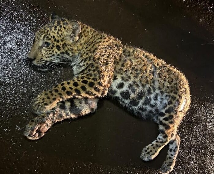 Ofrecen 2 millones de pesos de recompensa para encontrar al responsable de atropellar a una cachorra de yaguareté