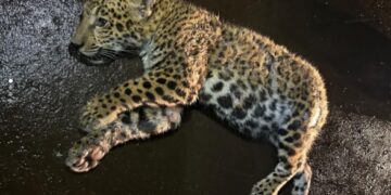 Una camioneta turística de Puerto Iguazú habría atropellado al yaguareté sobre la ruta 12