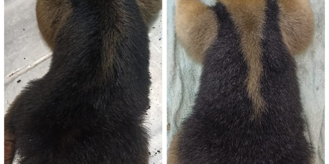 La Policía de Misiones rescató animales que estaban en peligro en áreas urbanas